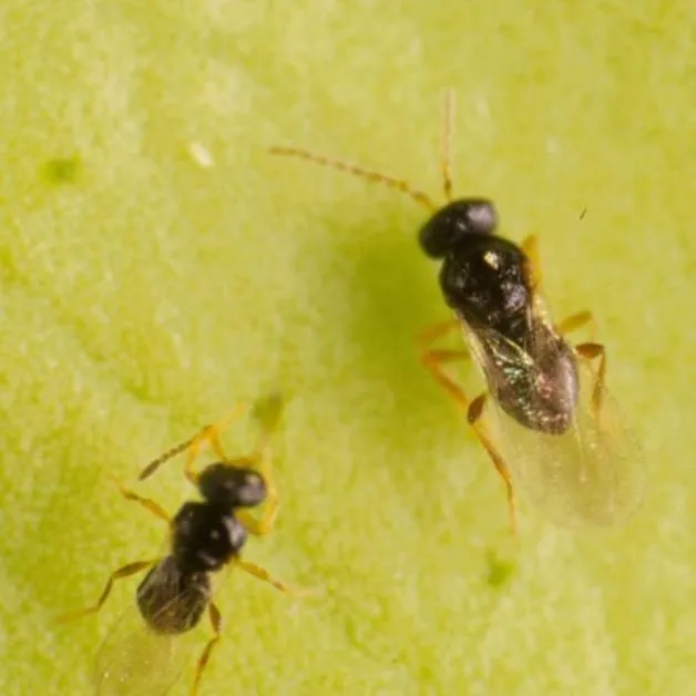 thumbnail for publication: A Citrus Blackfly Parasitoid, Amitus hesperidum Silvestri (Insecta: Hymenoptera: Platygastridae)